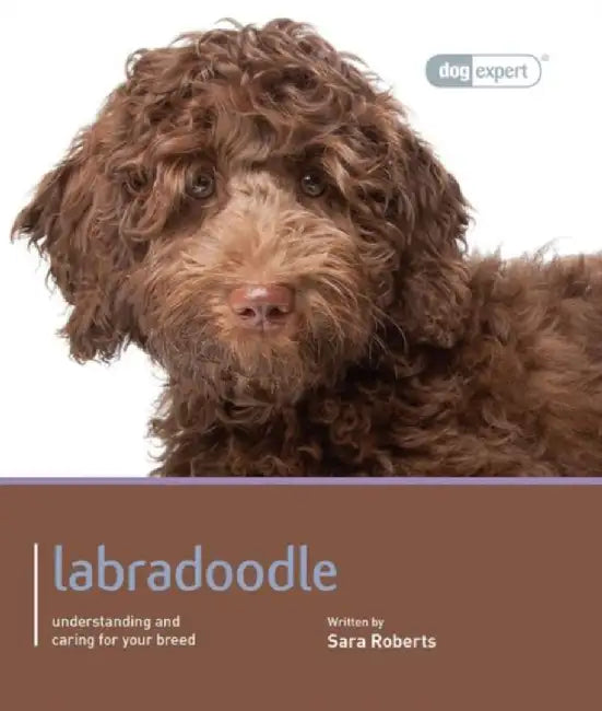 Labradoodle by Sarah Rogers