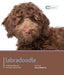 Labradoodle by Sarah Rogers