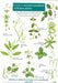 Guide to Ancient Woodland Indicator Plants