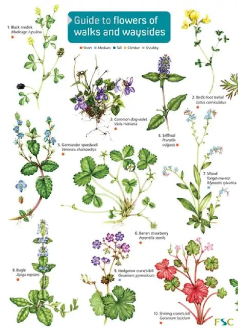 Guide to flowers of walks and waysides by Rebecca Farley-Brown