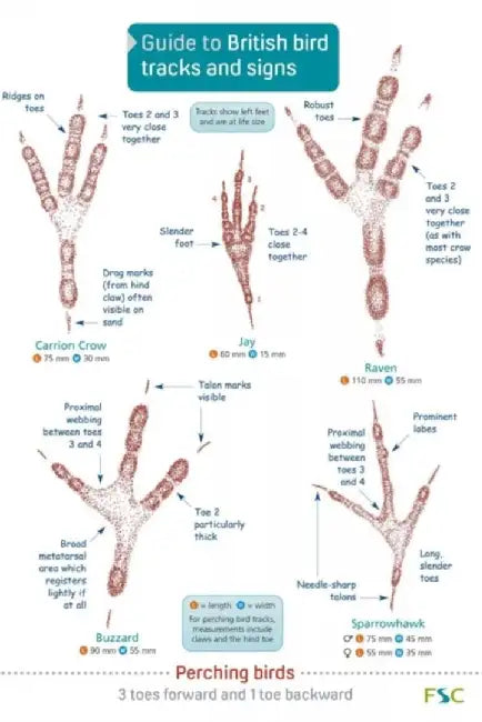 Guide to British bird tracks and signs by Dan Puplett