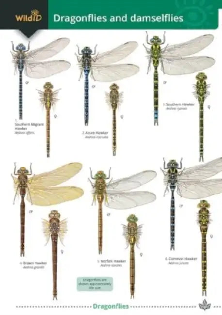 Dragonflies and damselflies by Rebecca Farley-Brown