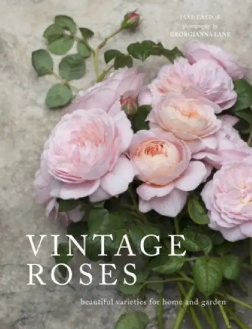 Vintage Roses by Jane Eastoe