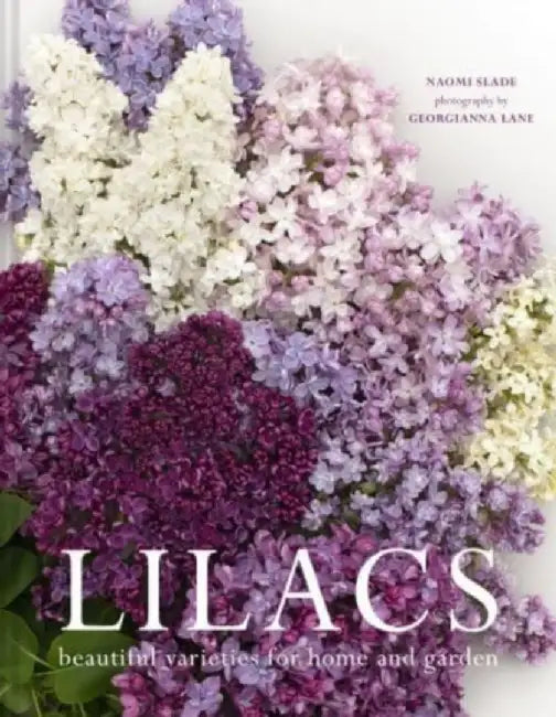 Lilacs by Naomi Slade