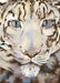 The Snow Leopard Poster by Jackie Morris