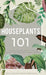 Houseplants 101: How to choose, style, grow and nurture your indoor plants. by Peter Shepperd