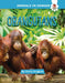 Orangutans by Emily Kington
