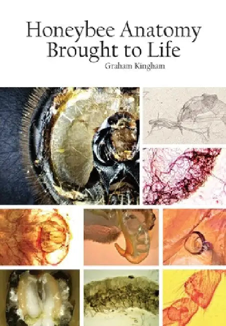 Honeybee Anatomy Brought to Life by Graham Kingham