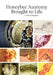Honeybee Anatomy Brought to Life by Graham Kingham
