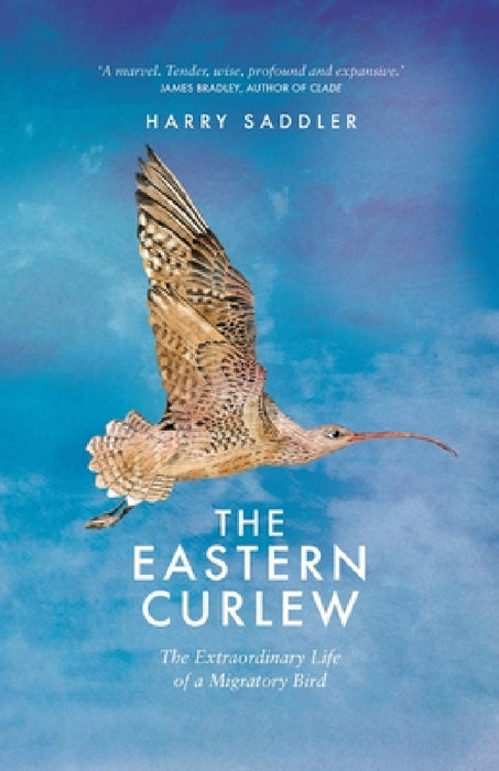 The Eastern Curlew by Harry Curlew