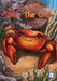 Koko the Crab by Catherine Kereku
