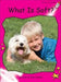 What Is Soft? by Pam Holden