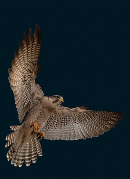 Graphis Photography Annual 2020 by B. Martin Pedersen