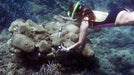 The Minoan Shipwreck at Pseira, Crete by Elpida Hadjidaki-Marder