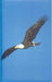 Eagle Blank Journal by Nodin Press