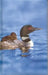 Loon Blank Journal by Nodin Press