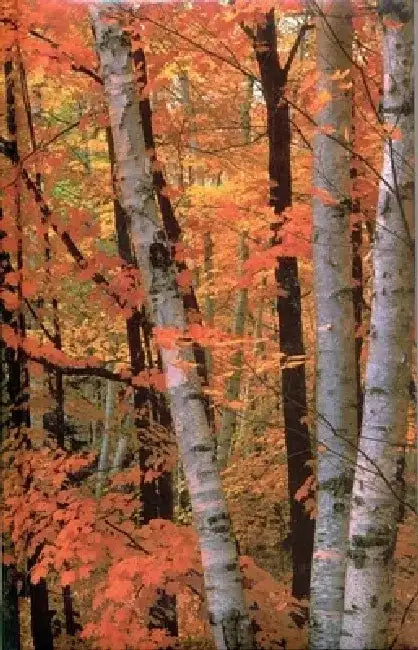 Fall Birches Blank Journal by Nodin Press