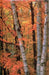 Fall Birches Blank Journal by Nodin Press