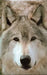 Wolf Blank Journal by Nodin Press