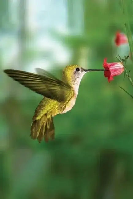 Hummingbird Blank Journal by Nodin Press