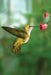 Hummingbird Blank Journal by Nodin Press