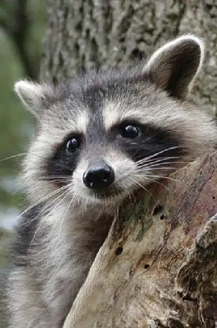 Raccoon Blank Journal by Nodin Press