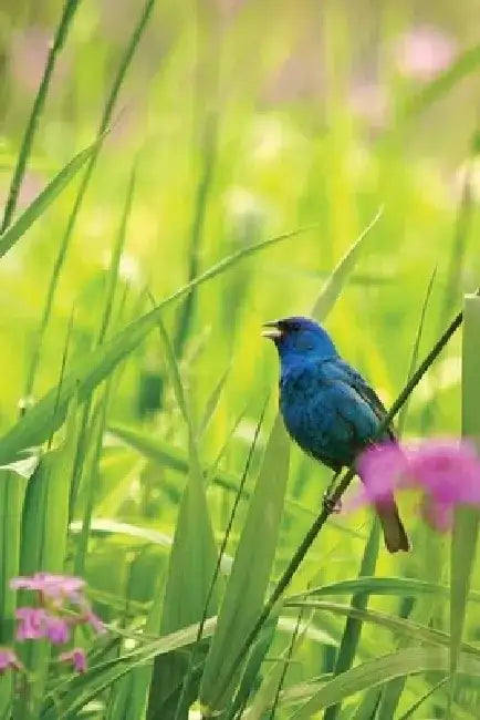 Indigo Bunting Blank Journal by Nodin Press