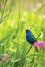 Indigo Bunting Blank Journal by Nodin Press
