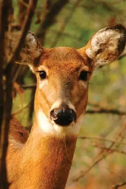 Young Deer Journal by Nodin Press