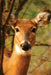 Young Deer Journal by Nodin Press