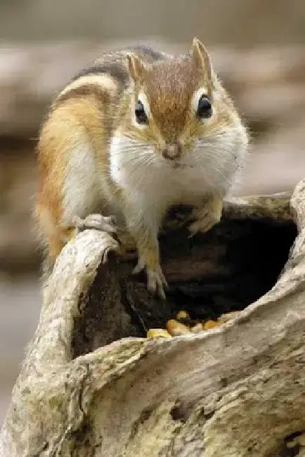 Chipmunk Journal by Nodin Press