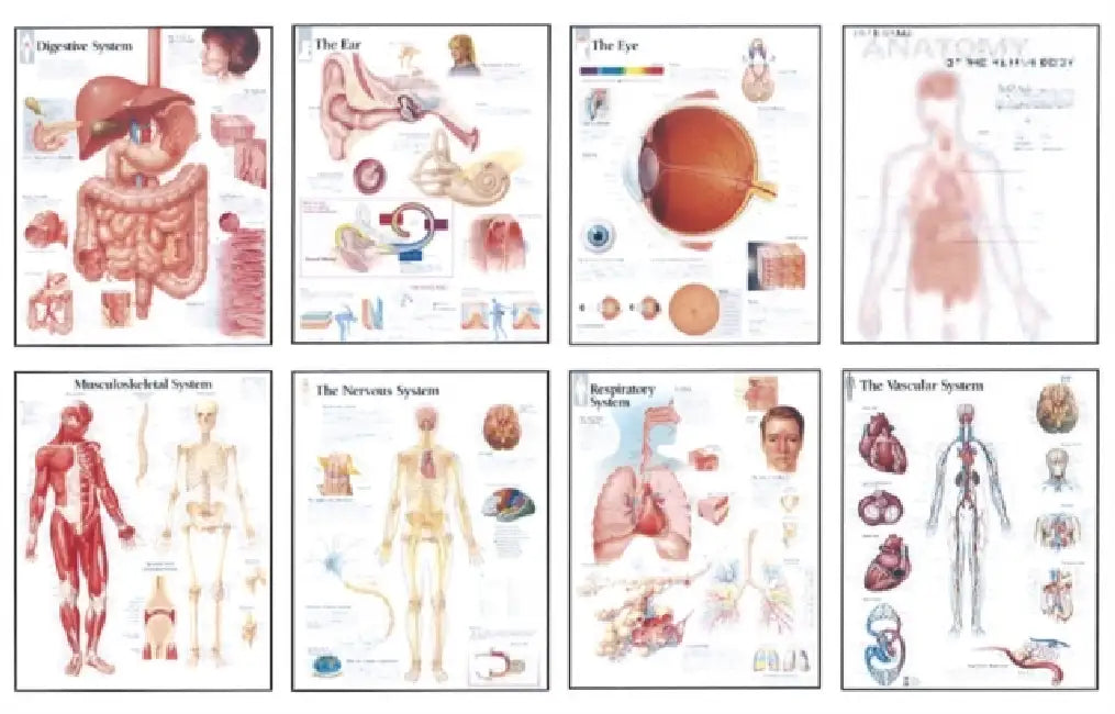 Human Anatomy Chart Pack by Scientific Publishing