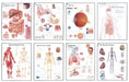 Human Anatomy Chart Pack by Scientific Publishing