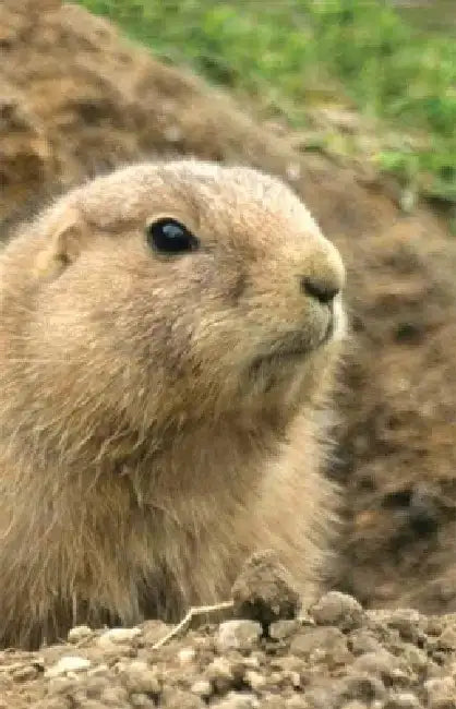Prairie Dog Lined Journal by Nodin Press