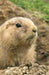 Prairie Dog Lined Journal by Nodin Press