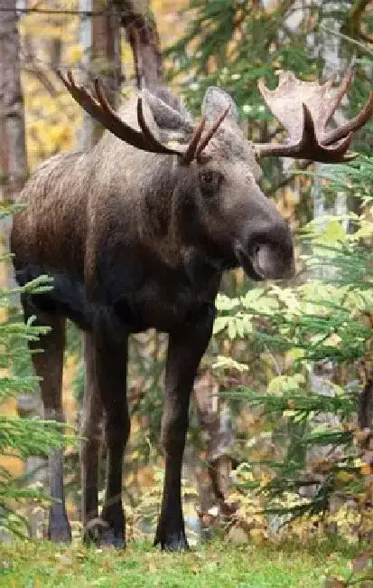 Moose Blank Journal by Nodin Press