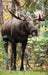 Moose Blank Journal by Nodin Press