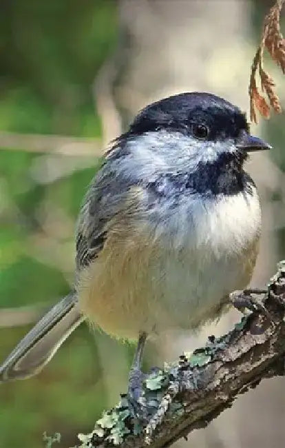 Chickadee Lined Journal by Nodin Press