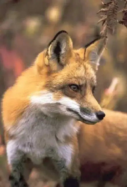 Fox Blank Journal by Nodin Press