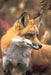 Fox Blank Journal by Nodin Press