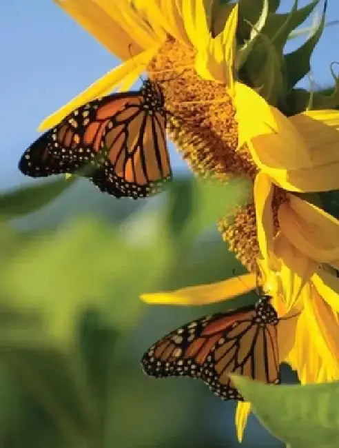 Butterfly Sunflower Blank Journal by Nodin Press