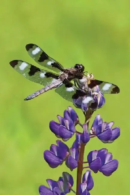 Dragonfly Blank Lined Journal by David Brislance
