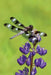 Dragonfly Blank Lined Journal by David Brislance