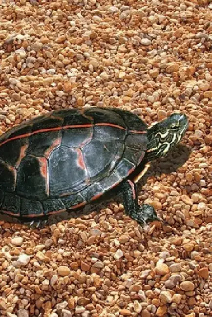 Turtle Blank Lined Journal by Nodin Press