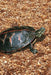 Turtle Blank Lined Journal by Nodin Press