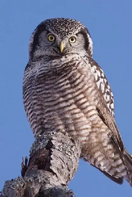 Hawk Owl Blank Lined Journal by David Brislance