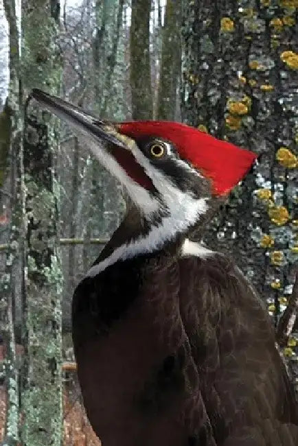 Pileated Woodpecker Blank Lined Journal by David Brislance