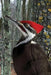 Pileated Woodpecker Blank Lined Journal by David Brislance