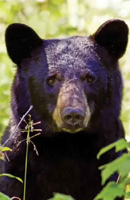 Black Bear Portrait Blank Journal by Nodin Press