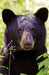 Black Bear Portrait Blank Journal by Nodin Press